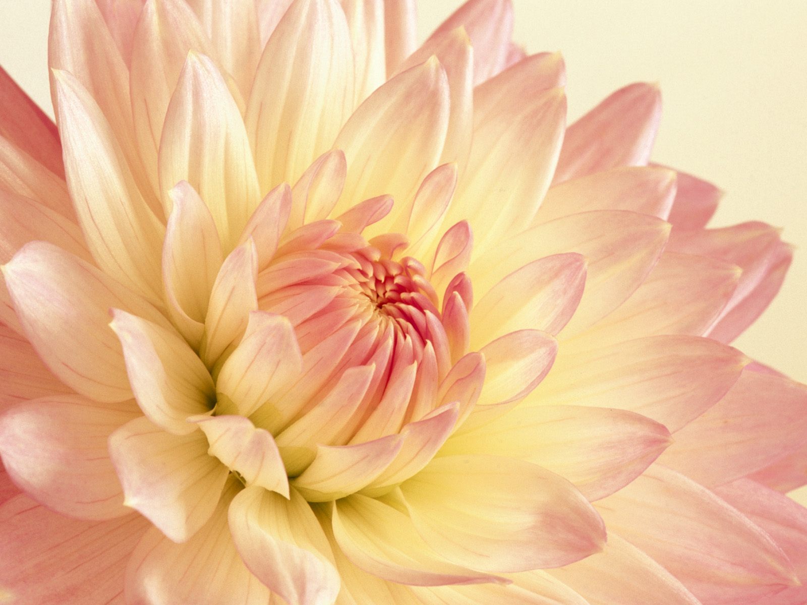 Pale Pink and Yellow Dahlia391607374